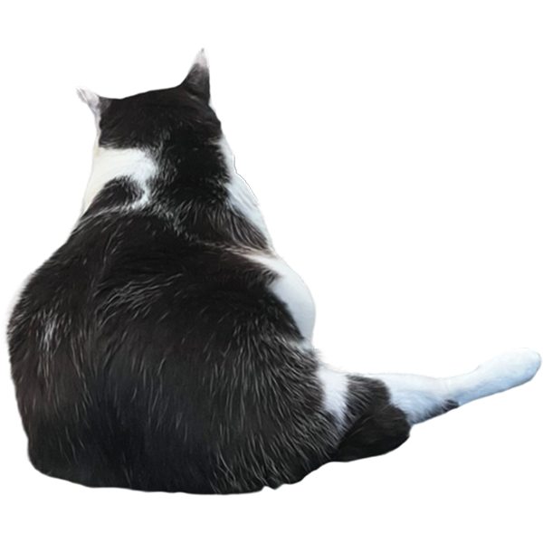 Kartoffel, a black and white cat, sitting with his back turned